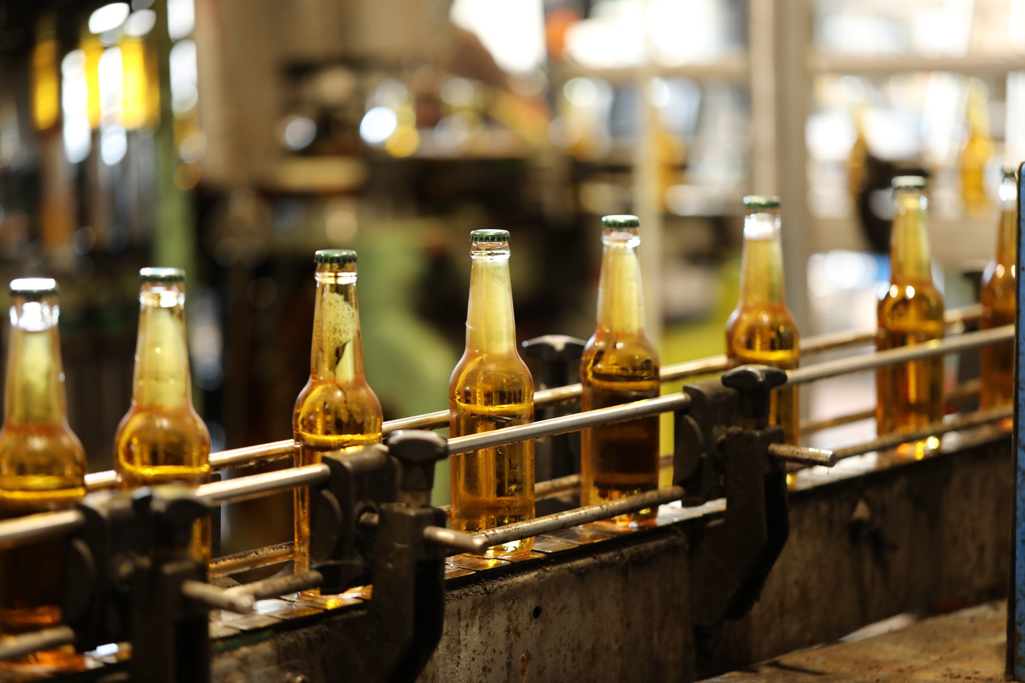 Rangée de bouteilles de cidre ambré capsulées vert sur convoyeur industriel