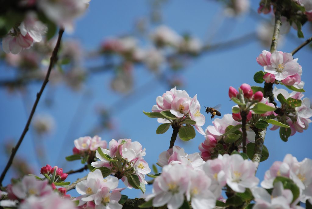 Fleurs de pommier roses et blanches avec une abeille en vol sur fond de ciel bleu